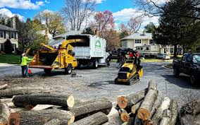 Reliable Northview, MI Tree Care  Solutions